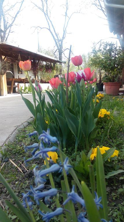 Farm Stay Lackovic Bilje Esterno foto