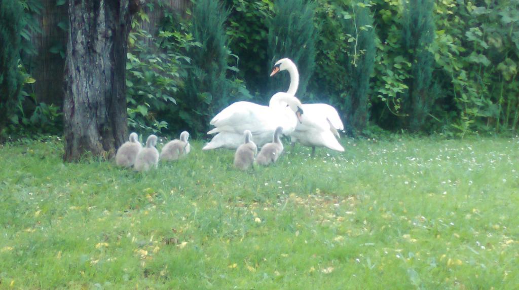 Farm Stay Lackovic Bilje Esterno foto