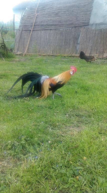 Farm Stay Lackovic Bilje Esterno foto